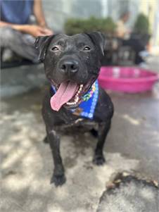 Scrappy the Pit Bull Terrier Mix at Associated Humane Societies - Newark