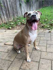 Monique the Pit Bull Terrier Mix at Associated Humane Societies - Newark