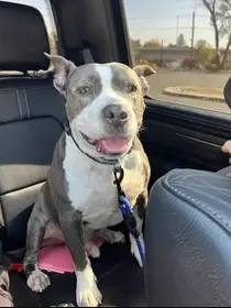 Jax the American Pit Bull Terrier at Brick City Rescue