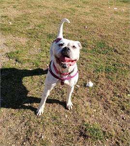 Xena the American Bulldog at Cape May County Animal Shelter and Adoption Center