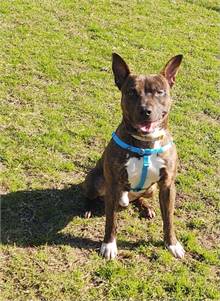 Ghost Rider at Cape May County Animal Shelter and Adoption Center