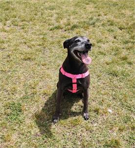 Daisy at Cape May County Animal Shelter and Adoption Center