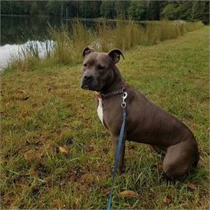 Fiona the Pit Bull Terrier Mix at FOWA Rescue