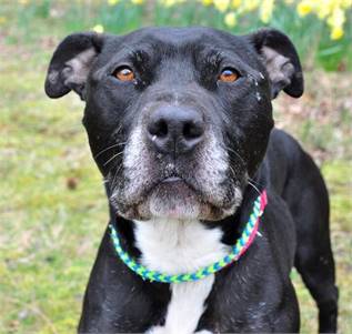 Freddy the Pit Bull at the Ocean County Health Department