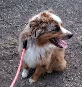 Clark the Australian Shepherd at Friends With Four Paws