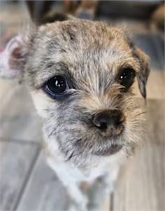 Riley Roberta the Shih Tzu/Terrier Mix