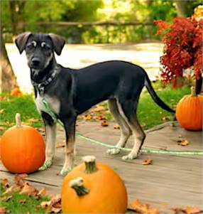 Elsa the Australian Cattle Dog/Dalmatian at FurryTail Endings Canine Rescue