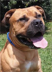 Melvin the Mastiff/Mix at Homeward Bound