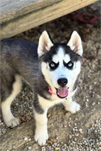 Daisy the Siberian Husky at Husky House