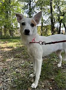 Dixie the American Eskimo Dog/Terrier at Jersey Shore Animal Center