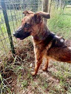 Saul the Dutch Shepherd & German Shepherd Dog Mix at JKRC Rescue