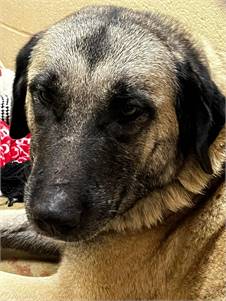 Lulu the Anatolian Shepherd Mix at JKRC Rescue