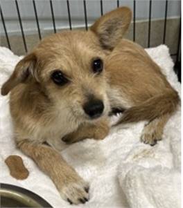 Stu the Wirehaired Terrier Mix  at Lost Paws Animal Rescue