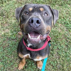 Vinny the Pittie at Monmouth County SPCA