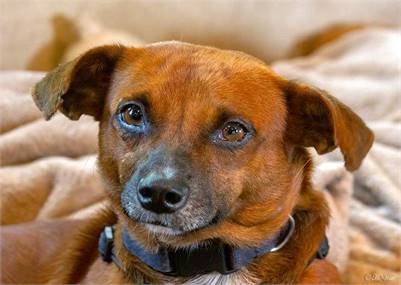 Eber TX the Chihuahua at North Star Pet Rescue