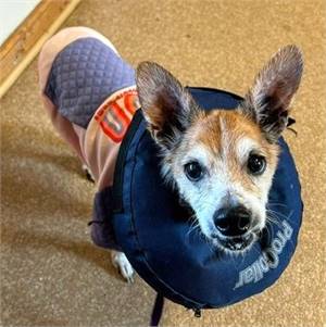 Oodle TX the Chihuahua at North Star Pet Rescue