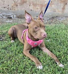 Sienna the Pit Bull Terrier Mix at West Orange Animal Welfare League