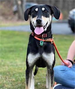 Nicks the Labrador Retriever/Beagle at O.S.C.A.R.