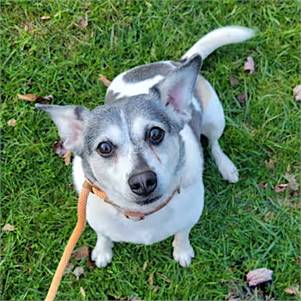 Jingle the Beagle/Rat Terrier at O.S.C.A.R.