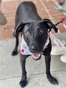 Billy the Labrador Retriever/Hound at One Love Animal Rescue