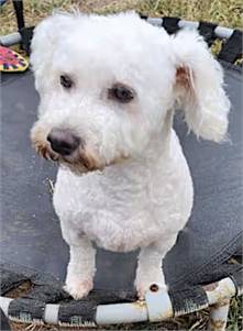 Pearl the Miniature Poodle at Peyton's Place Animal Rescue