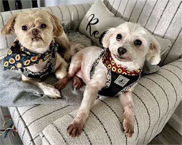 Sophie and Gerard the Maltese/Shih Tzus at Peyton's Place Animal Rescue