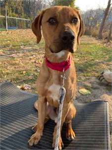 Baby Buster the Rhodesian Ridgeback - Redbone Coonhound at Ramapo-Bergen AR