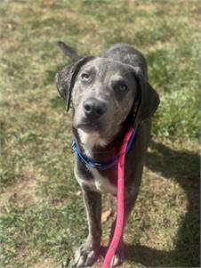 Keane at Weimaraner & German Shorthaired Pointer Mix at Real Dog Rescue