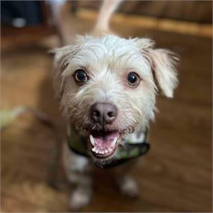 Max the Terrier & Mix at Rosemarie's Rescue Ranch