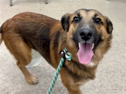 Baylor the German Shepherd/Mix at St. Hubert's Animal Welfare Center