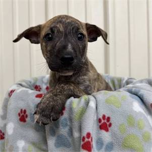 Don the Retriever, Labrador/Mix at St. Hubert's Animal Welfare Center