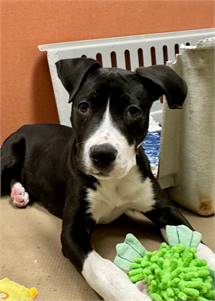 Hubbard the Mixed Breed at St. Hubert's Animal Welfare Center