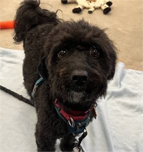 Rocky the Poodle, Miniature/Mix at St. Hubert's Animal Welfare Center