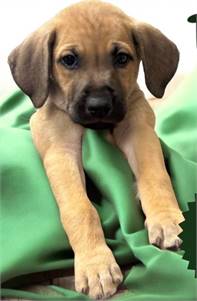 Toby the Shepherd/Mix at St. Hubert's Animal Welfare Center