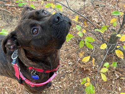 Carmel the Boxer / American Staffordshire Terrier / Mixed at Sammy's Hope