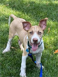 Ely the Terrier & Shepherd Mix at Furever Home Dog Rescue