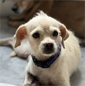 Sazu, 2-year-old, spaniel/poodle mix, female