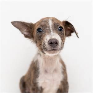 Alabaster Snowball the Terrie Mix at Animal Haven