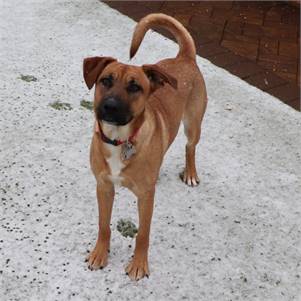 Winnie the Mixed Breed at North Shore Animal League