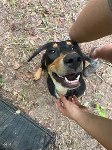 ADOPT - Friendly Hound Mix