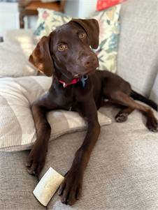 Brownie the Chocolate Labrador Retriever mix at Home for Good Dog Rescue