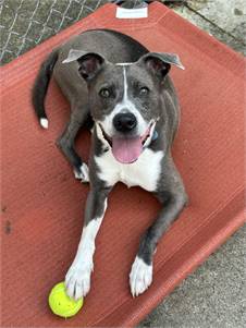 Terrier Mix at Eleventh Hour Rescue