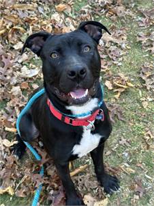 Labrador Retriever / American Staffordshire Terrier at Eleventh Hour Rescue