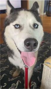 Bandit the Husky at Castle of Dreams Animal Rescue 