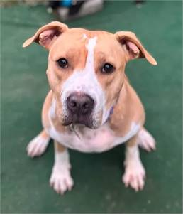 Hazel the Pitbull at Pawsitively Furever Dog Rescue