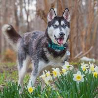 Diesel the Siberian Husky at A Pathway to Hope