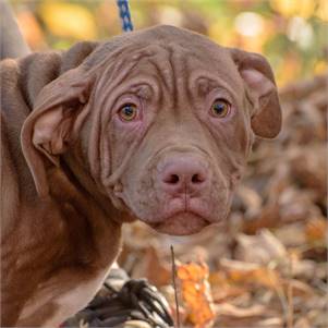 Preston the Hound & Pit Bull Terrier Mix at Animal Alliance of NJ