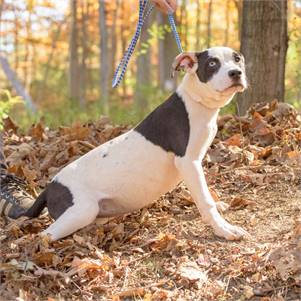 Jamie the Bulldog Mix at Animal Alliance of NJ