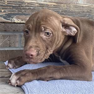 Paulette the Hound & Pit Bull Terrier Mix at Animal Alliance of NJ