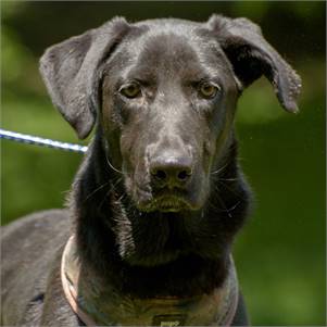 Wallace the Black Labrador Retriever at Animal Alliance of NJ